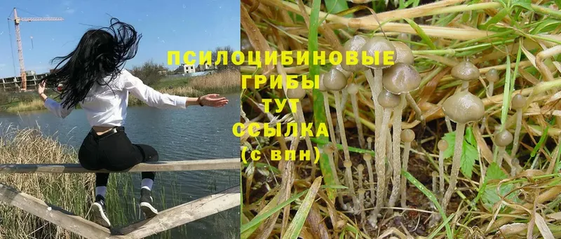 Галлюциногенные грибы мухоморы  hydra ONION  Малая Вишера 